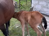 ፈረስ, Horses — ፎቶ 4