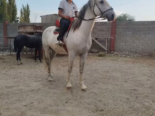 Kůň, Koně