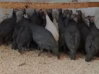 Guinea fowl — foto 1