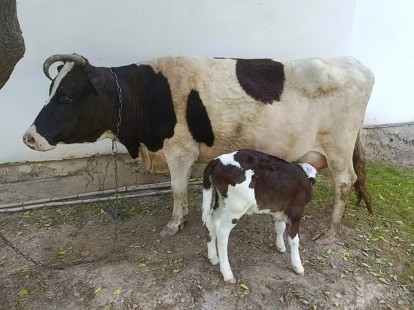 Mucca, Simmental cattle
