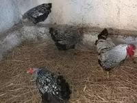 وياندوت — الصورة 2