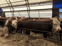Bull, Simmental cattle — photo 2
