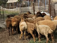 Får (parti, køn ikke angivet), Karabakh sheep — foto 3