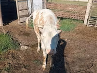 Mucca, Simmental cattle — foto 2