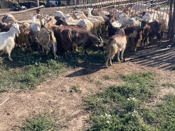 Billy Goat, Goats — Moldova