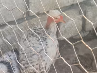 Chickens — تصویر 4