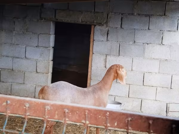 Koza, Kozy