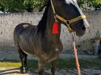 Cavalo, Nonius horse — foto 1