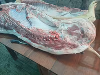 Продам свини — ფოტო 1