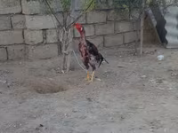 Chickens — 사진 3