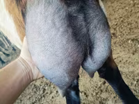 Cabro, Nubian Goat — foto 1