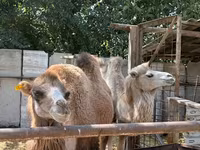 Unta jantan, Camels — foto 3