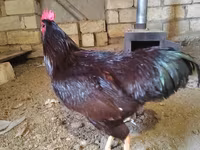 Chickens — 사진 2