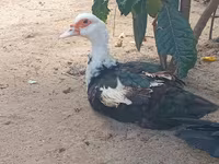Domestic Muscovy — foto 2