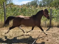 Hingst, Westphalian — foto 6