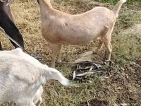 Koza, Saanen goat — fotografija 1