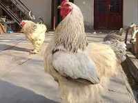 براهما — عکس 2