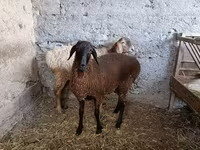 میش, گوسفند — عکس 1