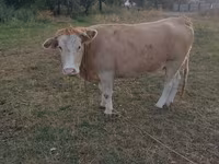 گاو ماده, Simmental cattle — عکس 4