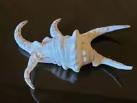 Խխունջ մեծ ծովային սպիտակ 24 սմ — фото 1
