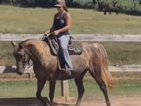 مادیان, Kentucky mountain daddle horse — عکس 3