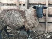 ვერძი, Romanov sheep — ფოტო 2