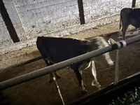 Bou, Latvian Blue cattle — foto 3