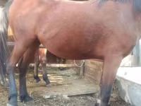 母马, Horses — 照片 2