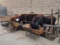 Kambing jantan, Sheep — foto 2
