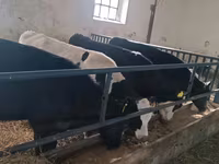 Banteng, Cattle — foto 6