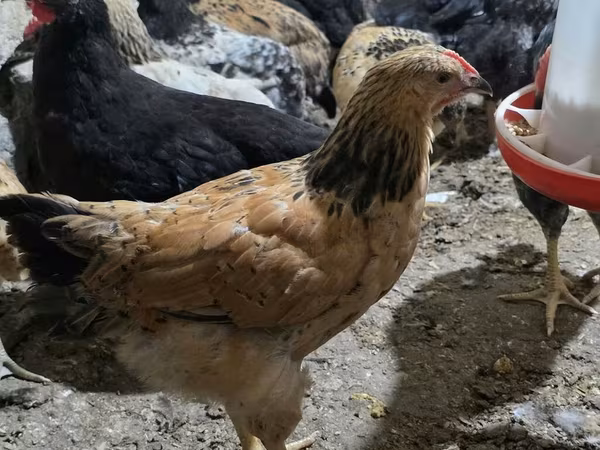 Chickens