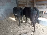 Kuh, Swiss cattle — Foto 1