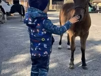 Kuda jantan, Welsh Cob — foto 4