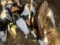 گاو و گوساله (گروه، جنسیت مشخص نشده), Russian Black pied cattle — عکس 4