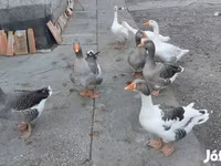 Geese — புகைப்படம் 6