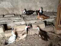 Ducks — عکس 1