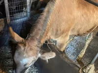 Krava, Swiss cattle — foto 4