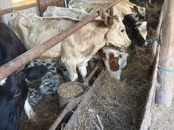 گاو ماده, گاو