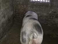 Kanec, Prasata — foto 2
