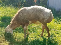 Montone, Arashan sheep — foto 5