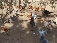 Chickens — عکس 5