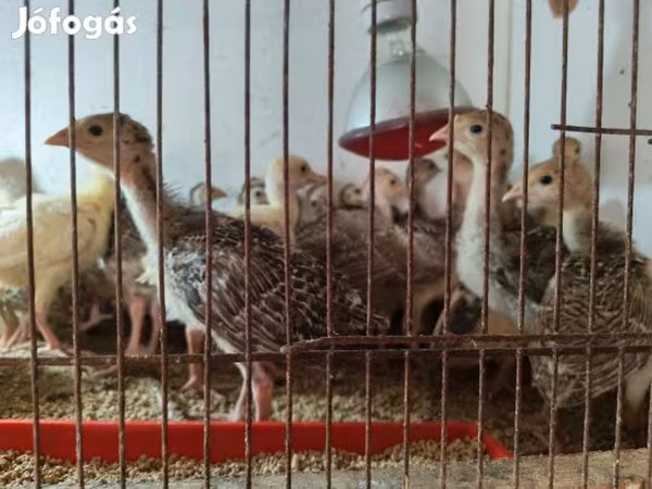 Turkeys