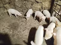 수퇘지, 돼지 — 사진 3