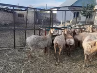 میش, Arashan sheep — عکس 2
