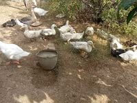 Ducks — zdjęcie 2
