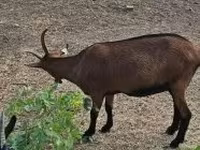 Capră, Alpine goat — foto 3