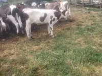 Bull, Cattle — photo 2