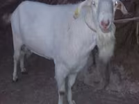 숫염소, Saanen goat — 사진 1