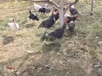 Turkeys — photo 2