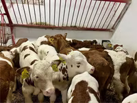 Býk, Simmental cattle — foto 2